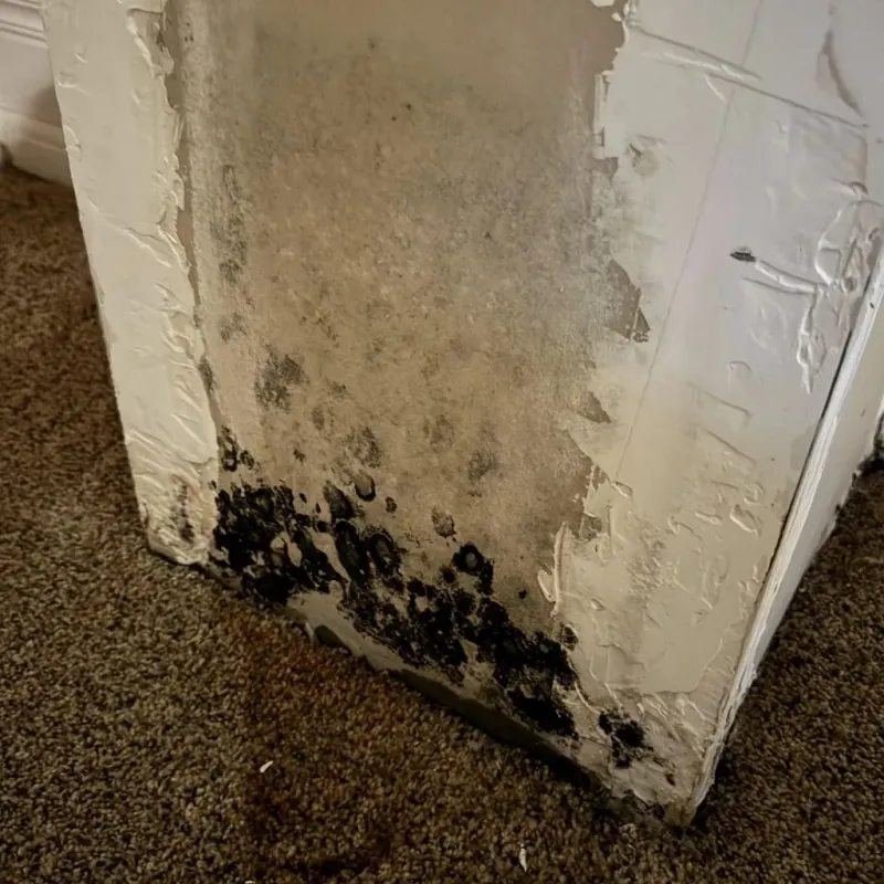Professional Mold Removal in Salem, VA